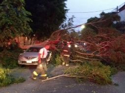 Se trabajó en coordinación de la Dirección de Parques y Jardines para retirarl los árboles de los lugares donde cayeron. ESPECIAL / Bomberos Guadalajara