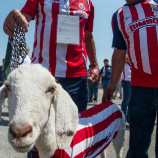De Toluca a Guadalajara con todo y Chivas