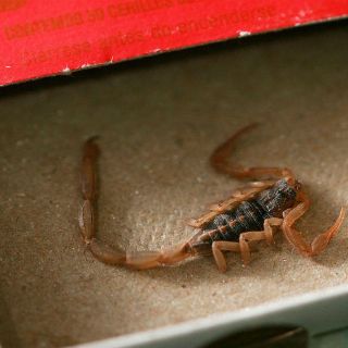 Descuidos provocan aumento de las picaduras de alacrán