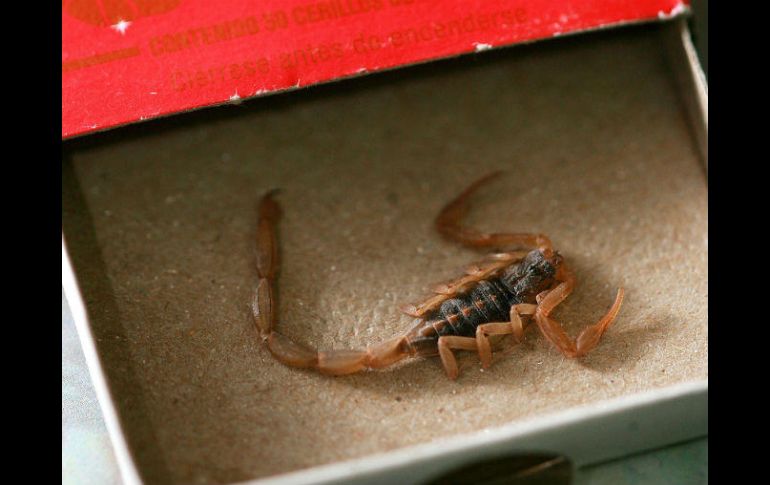 En lo que va del año, la SSJ ha atendido ocho mil 136 casos de piquetes de alacrán. EL INFORMADOR / ARCHIVO