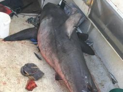 El tiburón de 2.7 metros golpeó al marinero con una de sus aletas pectorales. FACEBOOK / Marine Rescue NSW