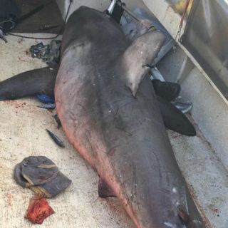 Enorme tiburón blanco brinca hacia un bote pesquero