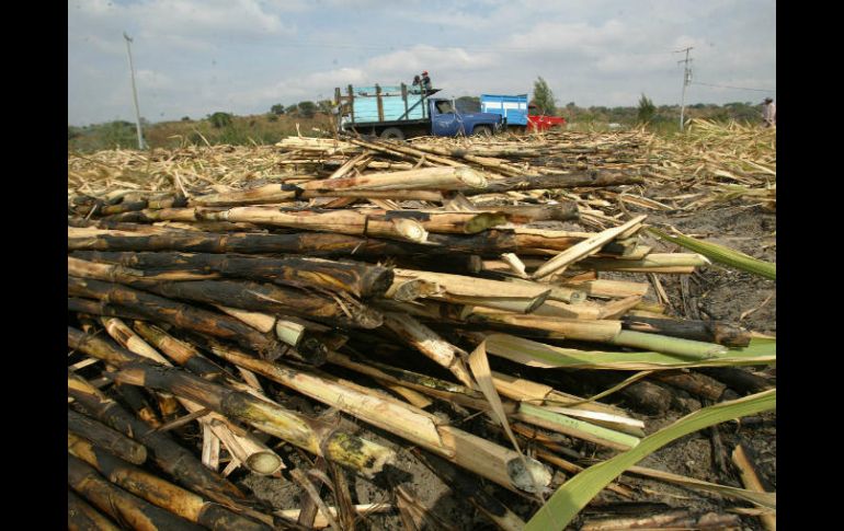 La zafra azucarera inició en Jalisco en noviembre y terminó el pasado 5 de mayo. EL INFORMADOR / ARCHIVO