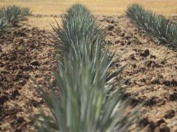 Se calcula que cada año esta industria utiliza alrededor de cinco millones de plantas de agave. EL INFORMADOR / ARCHIVO