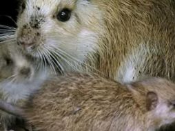 Entre sus características resaltan un pelaje abundante y áspero, además de una cabeza alargada con orejas terminadas en punta.