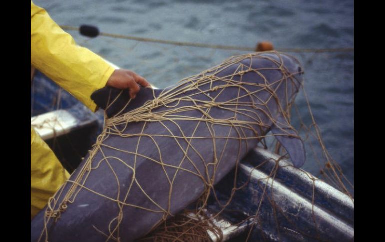La vaquita marina se ha visto afectada por el uso de redes de enmalle lanzadas por los pescadores en el Golfo de California. AFP / ARCHIVO