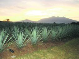 Uno de los objetivos del convenio es promover información sobre la Denominación de Origen del Tequila y las marcas certificadas. ESPECIAL /