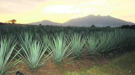 Uno de los objetivos del convenio es promover información sobre la Denominación de Origen del Tequila y las marcas certificadas. ESPECIAL /