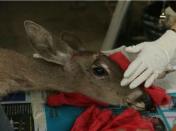 La venada se recuperará en el parque zoológico Villa Fantasía. ESPECIAL / Protección Civil Zapopan
