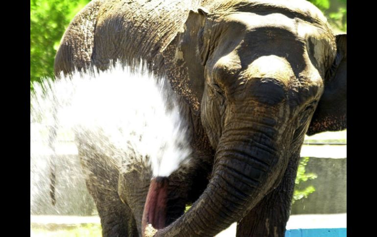 La India alberga una población de unos 27 mil 700 elefantes salvajes, en torno a la mitad del total de paquidermos en Asia. EFE / ARCHIVO