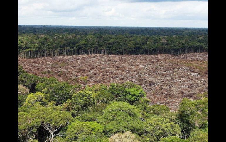 Invitan a trasladarse a un bosque y aspirar sus esencias; caminar a la orilla de un río y salpicarse con el agua que corre. EFE / ARCHIVO