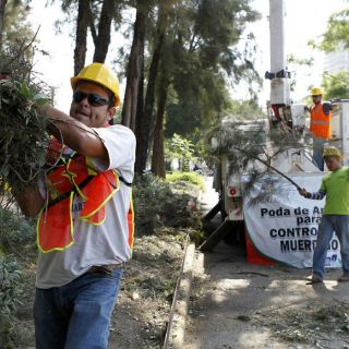 Llevan a cabo acciones para combatir el muérdago en Zapopan