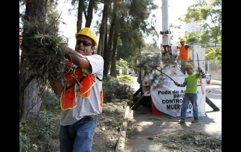 ''Las podas radicales en los árboles que tiene muérdago son las que mejor dan resultado'', aseguran. EL INFORMADOR / ARCHIVO