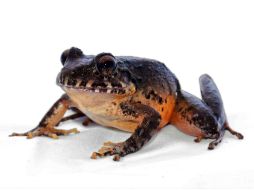 La rana es una hembra adulta de color café, tiene su vientre de color rojo y mide 6.2 centímetros. EFE / U. San José