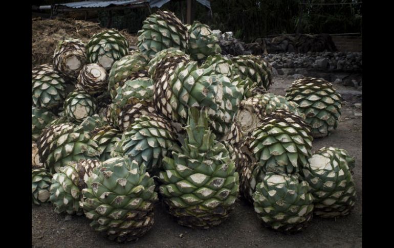 El mezcal ha vivido creciente demanda para el consumo en el mundo. EL INFORMADOR / Archivo
