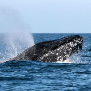 México conmemora el Día Mundial de los Océanos