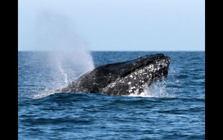 Los océanos cubren cerca de dos tercios de la superficie de la Tierra y generan la mayor parte del oxígeno que respiramos. NTX / ARCHIVO