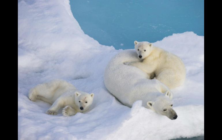 Los osos polares tienen que gastar más calorías para quedarse en su hábitat preferido. EFE / ARCHIVO