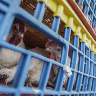 Concluyen acciones contra gripe aviar