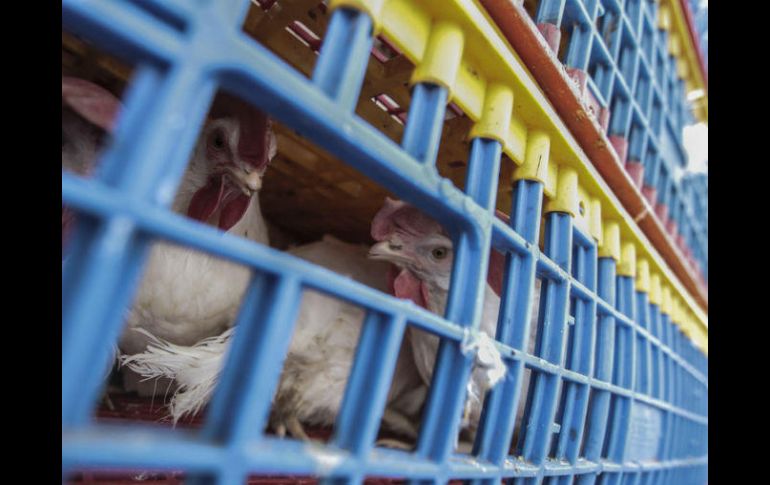 La Sagarpa indica que continuarán las labores para el control y erradicación del virus en conjunto con los avicultores. EL INFORMADOR / ARCHIVO