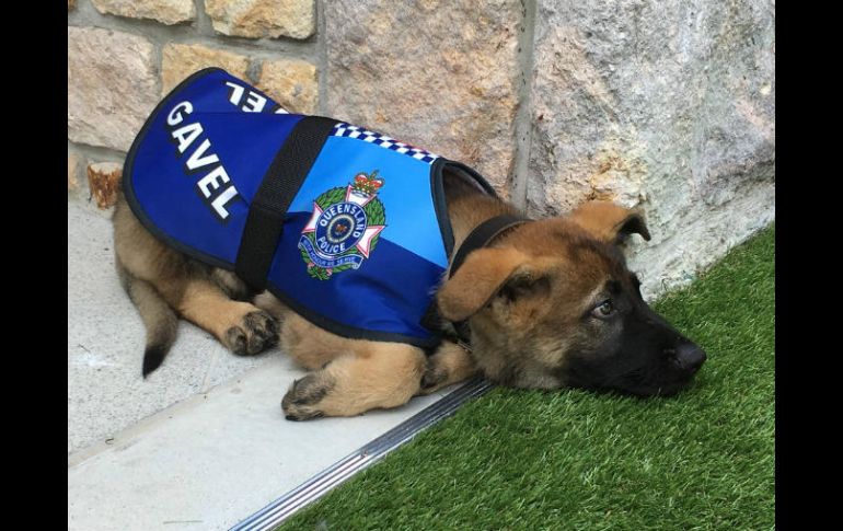 El cachorro no pudo completar su entrenamiento policial por su actitud tan dócil. FACEBOOK / Governor of Queensland