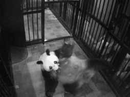 Imágenes de circuito cerrado muestran a la madre cuando toma al pequeño con la boca. AP / Zoológico de Ueno