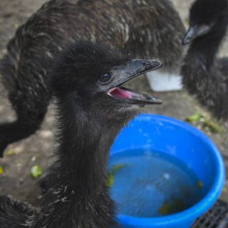 Nacen cuatro emús por incubación en zoológico de El Salvador