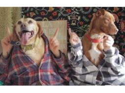 Un grupo de rescatistas que opera un albergue para perros en Madrid lanzó la campaña. FACEBOOK / Los acogidos de Lidia. Perros en adopción - M