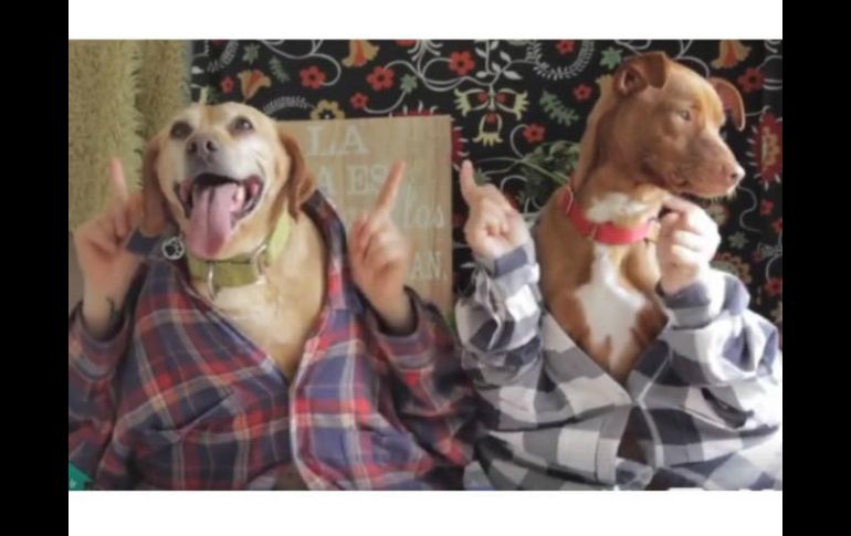 Un grupo de rescatistas que opera un albergue para perros en Madrid lanzó la campaña. FACEBOOK / Los acogidos de Lidia. Perros en adopción - M