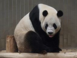 Su madre, Shin Shin, una osa de 11 años y 110 kg de peso, se encuentra al resguardo de las miradas y del ruido. AFP / K. Nogi