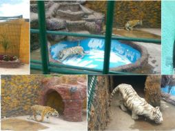 Agentes estatales desplegaron un operativo para intervenir y revisar la propiedad. TWITTER / @PGJEGUANAJUATO