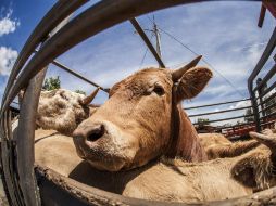 Una encuesta en EU generó polémica sobre el color de las vacas y la leche con chocolate. EL INFORMADOR / ARCHIVO