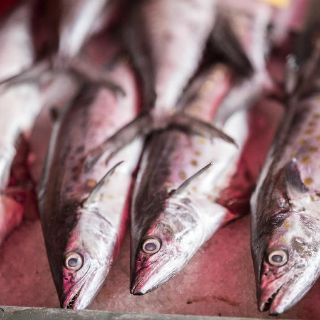 Prevén aumento en producción agropecuaria y pesquera en México