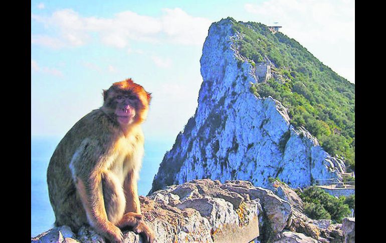 Un orgulloso Macaca sylvanus posa frente al peñón de Gibraltar. EL INFORMADOR / P. Fernández Somellera