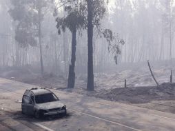 El impacto de un rayo en un árbol seco es la causa más probable de este incendio, el más grave de los últimos años en Portugal. EFE / M. Lopes