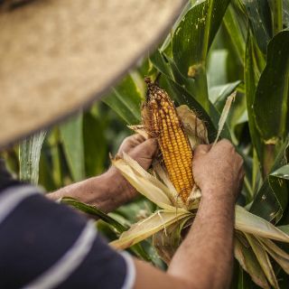 Jalisco, principal productor de maíz de temporal en México