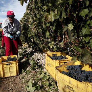 Viticultores llaman a unidad frente al cambio climático