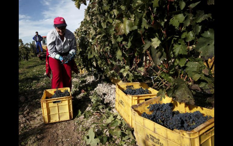 Tras el acuerdo del clima de París, varios viticultores han tomado iniciativas para actuar contra el cambio climático. NTX / ARCHIVO