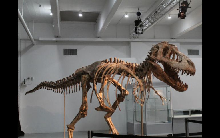 La investigación se centró en la extinción del Triásico, hace aproximadamente 200 millones de años. EFE / ARCHIVO