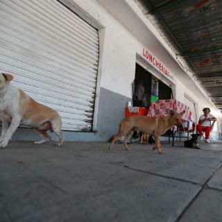 En dos mercados, la mayoría de locales cerrados y oficinas