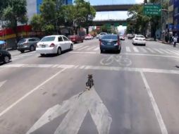 La mujer a bordo de la bicicleta comienza a seguir al perro, alertando a los conductores del paso del animal. TWITTER / @calaveritabike
