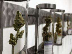 Farmacias distribuirían los medicamentos; el cultivo legal sería exclusivo de universidades y laboratorios. AP / ARCHIVO