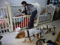 Lo más difícil es conseguir alimento para las decenas de bocas durante los 365 días del año. AP / M. Mejia