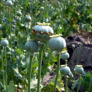 Aumenta producción de opio y heroína en el mundo: ONU