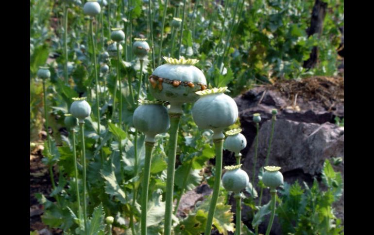 La ONU señala que el opio se produce ilícitamente en unos 50 países en el mundo. SUN / ARCHIVO