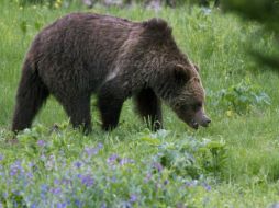 El oso grizzly del Parque Nacional de Yellowstone estaba en la lista de Especies Amenazadas por más de 40 años. AP / ARCHIVO