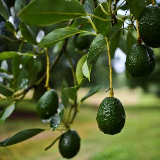 Productores de aguacate buscan conquistar Europa