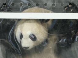 Aseguran que los pandas durmieron bien, comieron su bambú y algunas galletas durante el vuelo. EFE / C. Bilan