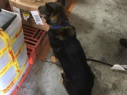 La droga fue localizada gracias al apoyo de binomios caninos. ESPECIAL / Policía Federal
