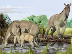 El Macrauchenia patachonica tenía un cuerpo semejante al de un camello y la trompa similar a la de un tapir. AFP / J. Blanco